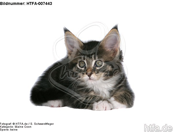 Maine Coon Kätzchen / maine coon kitten / HTFA-007443