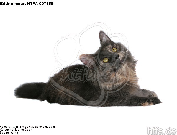 Maine Coon / HTFA-007456