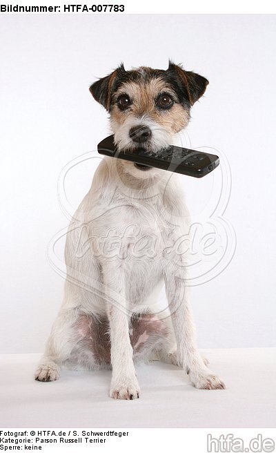 Parson Russell Terrier / HTFA-007783