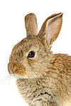 Zwergkaninchen / dwarf rabbit