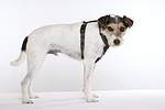 Parson Russell Terrier