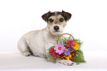 Parson Russell Terrier