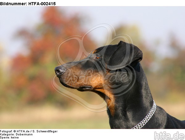 Dobermann / doberman pinscher / HTFA-002415