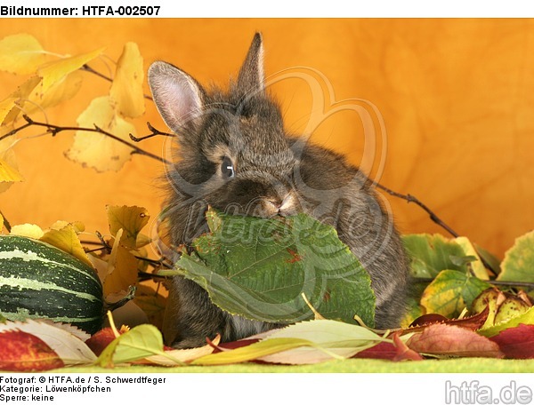 Löwenköpfchen / lion-headed bunny / HTFA-002507