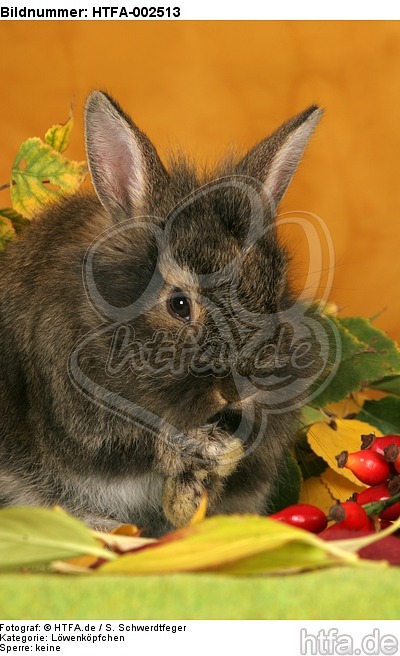 Löwenköpfchen / lion-headed bunny / HTFA-002513