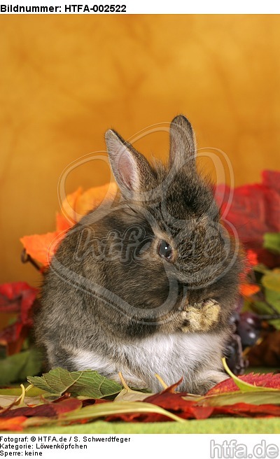 Löwenköpfchen / lion-headed bunny / HTFA-002522