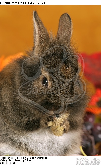 Löwenköpfchen / lion-headed bunny / HTFA-002524