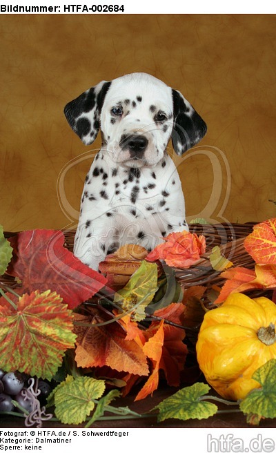 Dalmatiner Welpe / dalmatian puppy / HTFA-002684