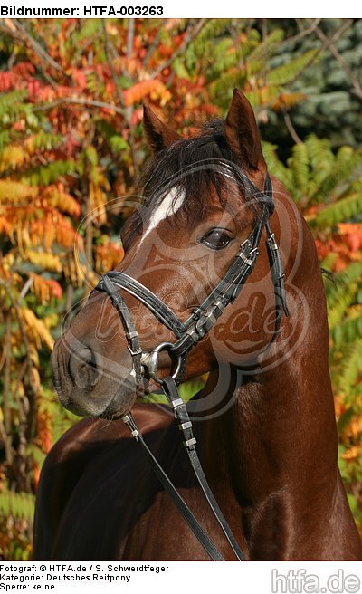 Deutscher Reitpony Hengst / pony stallion / HTFA-003263