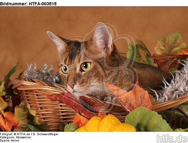 Abessinier / abyssinian cat / HTFA-003515