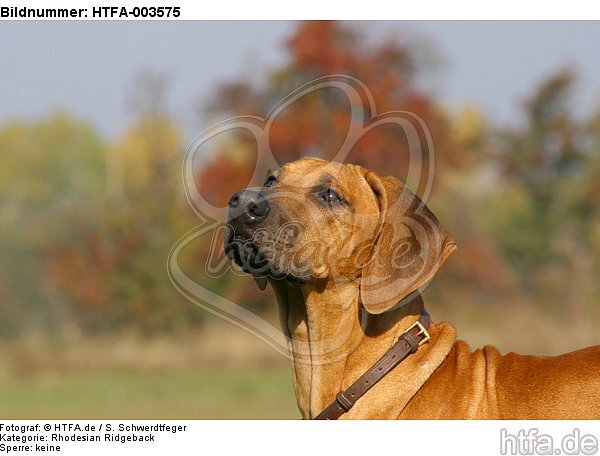 Rhodesian Ridgeback / HTFA-003575