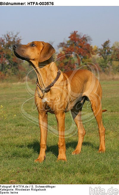 Rhodesian Ridgeback / HTFA-003576