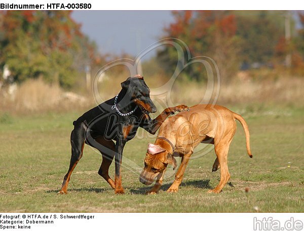 Dobermann und Rhodesian Ridgeback / Doberman Pinscher and Rhodesian Ridgeback / HTFA-003580