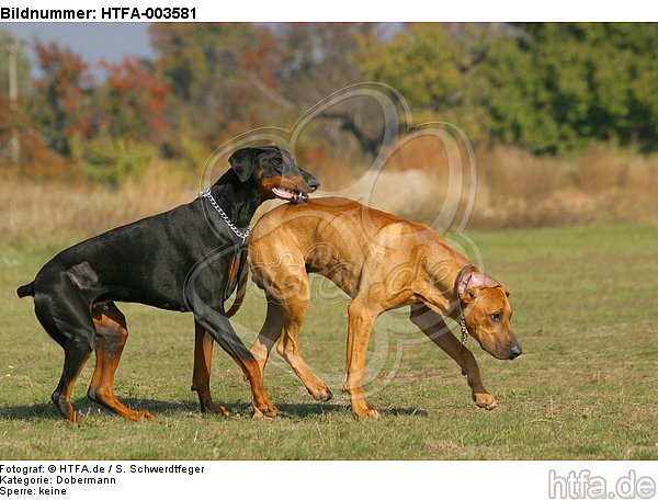 Dobermann und Rhodesian Ridgeback / Doberman Pinscher and Rhodesian Ridgeback / HTFA-003581