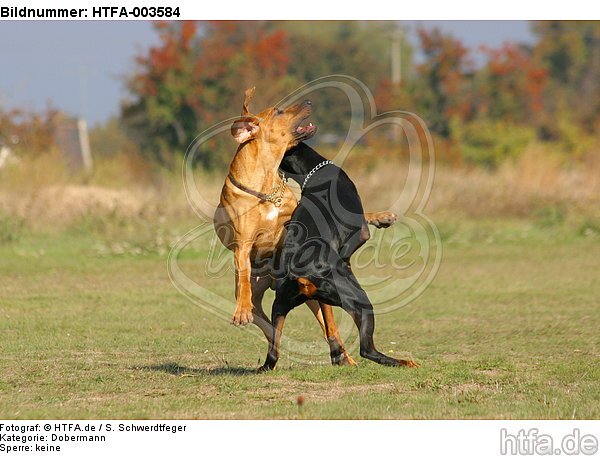 Dobermann und Rhodesian Ridgeback / Doberman Pinscher and Rhodesian Ridgeback / HTFA-003584