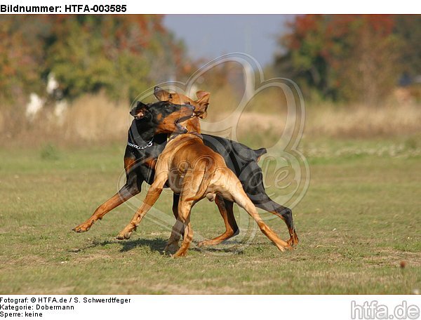 Dobermann und Rhodesian Ridgeback / Doberman Pinscher and Rhodesian Ridgeback / HTFA-003585