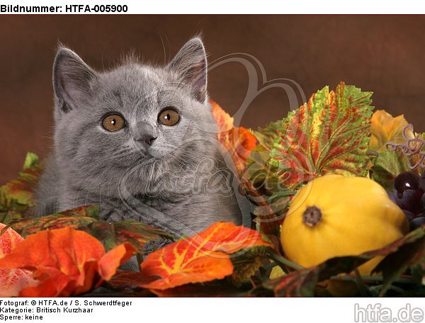 Britisch Kurzhaar Kätzchen / british shorthair kitten / HTFA-005900