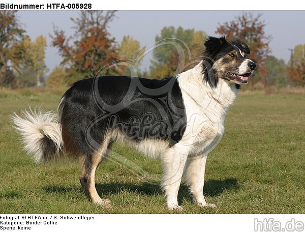 Border Collie / HTFA-005928