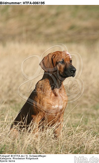 Rhodesian Ridgeback Welpe / rhodesian ridgeback puppy / HTFA-006195