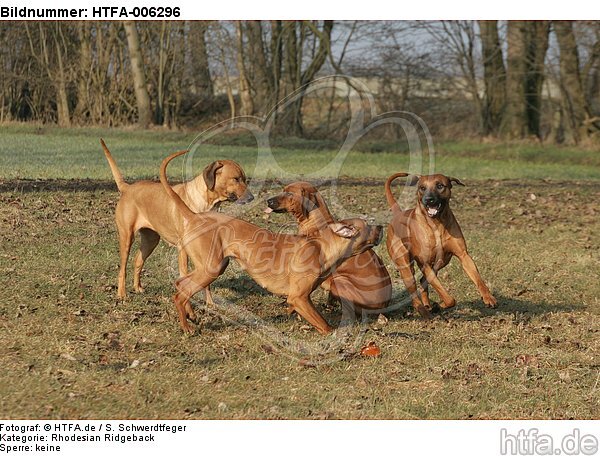 Rhodesian Ridgebacks / HTFA-006296