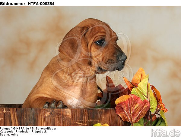 Rhodesian Ridgeback Welpe / rhodesian ridgeback puppy / HTFA-006384