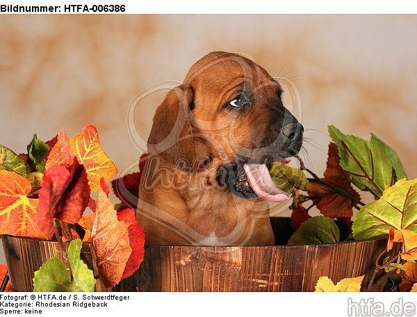 Rhodesian Ridgeback Welpe / rhodesian ridgeback puppy / HTFA-006386