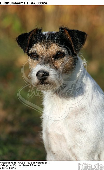Parson Russell Terrier / HTFA-006624