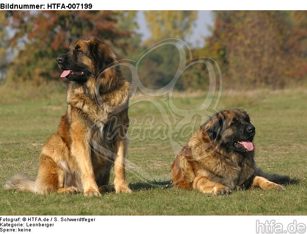 Leonberger / HTFA-007199