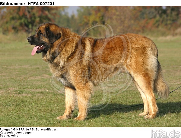 Leonberger / HTFA-007201