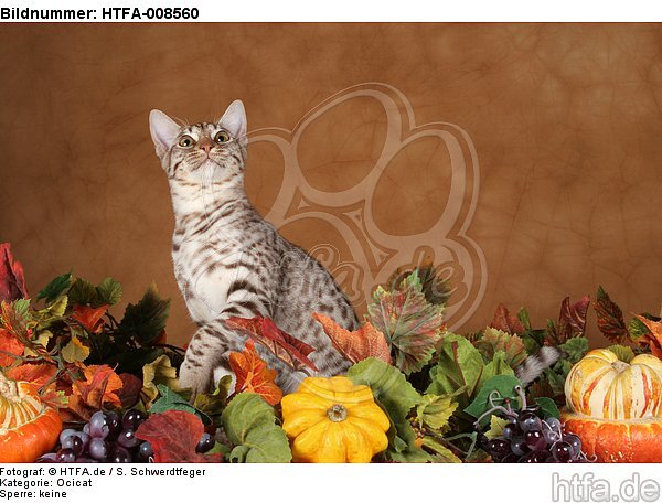 sitzende Ocicat / sitting Ocicat / HTFA-008560