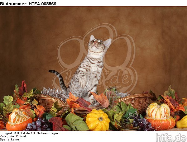 sitzende Ocicat / sitting Ocicat / HTFA-008566