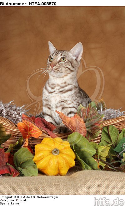 sitzende Ocicat / sitting Ocicat / HTFA-008570