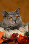 Britisch Kurzhaar / british shorthair