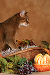 Abessinier / abyssinian cat