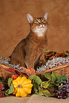 Abessinier / abyssinian cat