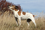 Jack Russell Terrier