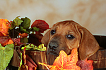 Rhodesian Ridgeback Welpe / rhodesian ridgeback puppy