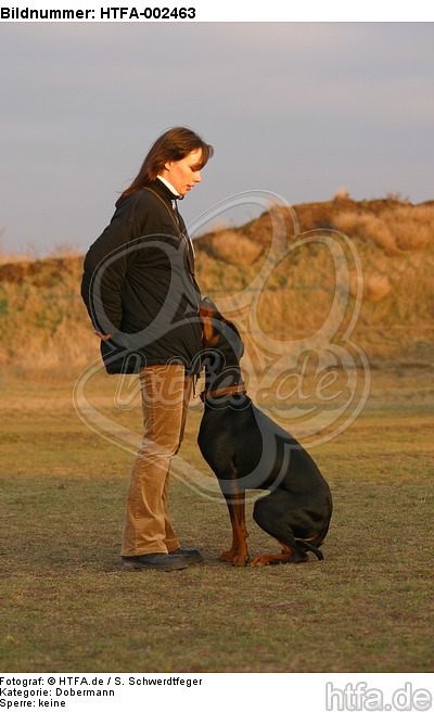 Dobermann / doberman pinscher / HTFA-002463