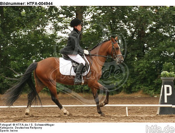 Deutsches Reitpony / pony / HTFA-004944