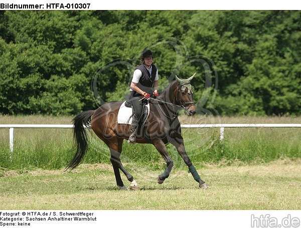 Frau reitet Sachsen Anhaltiner Warmblut / woman rides warmblood / HTFA-010307