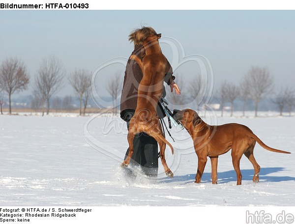 Rhodesian Ridgeback springt Frau an / Rhodesian Ridgeback jumps at woman / HTFA-010493