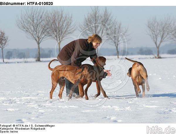 Frau mit Rhodesian Ridgebacks / woman with Rhodesian Ridgebacks / HTFA-010520