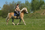 Frau reitet Haflinger / woman rides haflinger horse