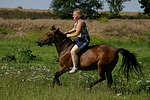 Isländer / icelandic horse