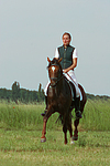 Deutscher Reitpony Hengst / pony stallion