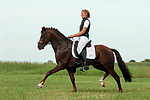 Deutscher Reitpony Hengst / pony stallion