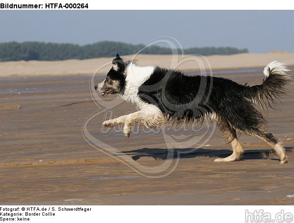 rennender Border Collie / running Border Collie / HTFA-000264