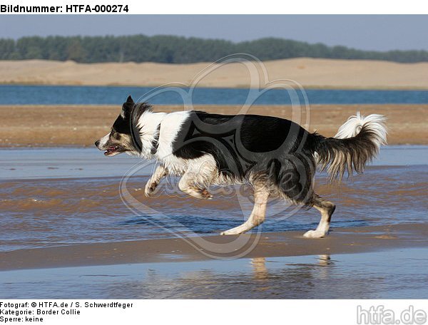 rennender Border Collie / running Border Collie / HTFA-000274