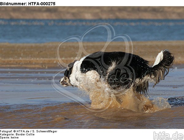 rennender Border Collie am Strand / running Border Collie at beach / HTFA-000275