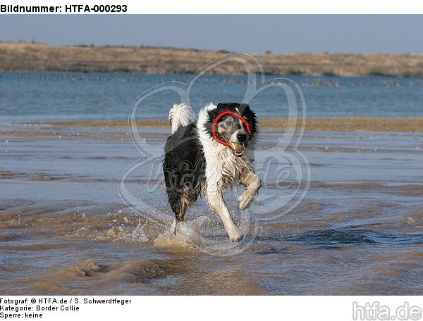 spielender Border Collie am Strand / playing Border Collie at beach / HTFA-000293